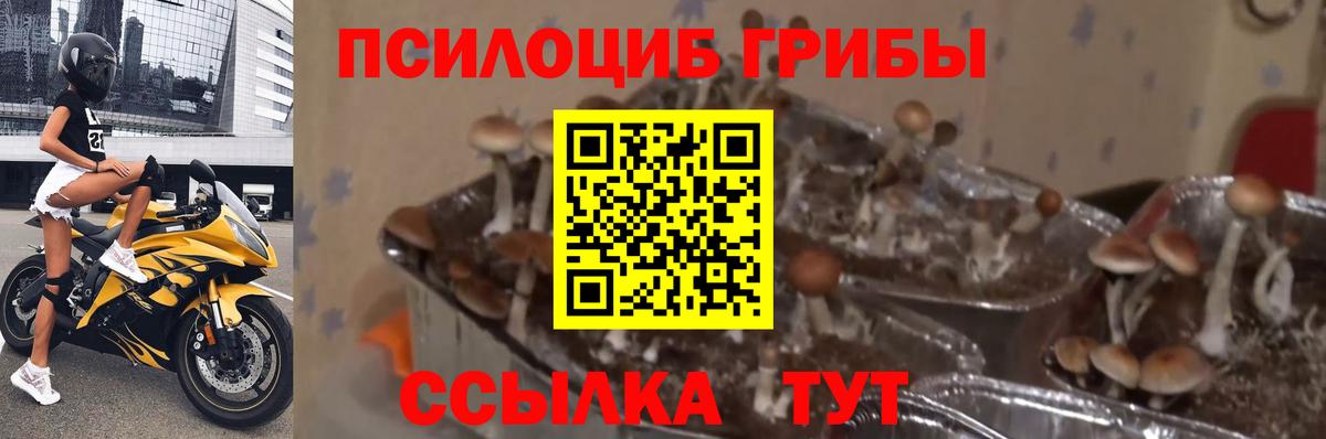 Псилоцибиновые грибы GOLDEN TEACHER Тихвин
